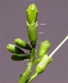  Bract, bracteoles, and Calyx with gland